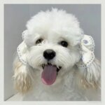 Big Ears Dog Mika Cocker Spaniel Pet Ear Covers Internet Famous Cute Eating Anti-Dirty Ear Covers Pet Accessories (New)