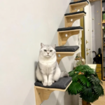 Wall-Mounted Cat Stairs Cat Scratching Posts Hammock Moon House Indoor Cat Gym Cats Furniture for Kittens Climbing and Sleeping (New)