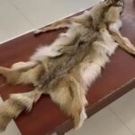 Wholesale Bulk High Quality Natural Raccoon Fur Skin Pelt Fluffy Large Natural Animal Fur Skin (New)