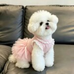 Summer Pomeranian Tulle Skirt Lightweight Pet Clothes Lace Bow Puppy Dress Teddy Cute Breathable Pullover XS-XL (New)