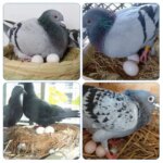 10pc Pigeon False Eggs Filled Plastic Simulation For Hatch Breeding Supplies False Eggs for Racing Pigeons Breeding Supplie (New)