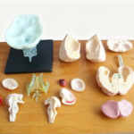 1:1 size 15 Parts Human Brain Anatomy Model, Brain Stem Ventricle Diencephalon Cerebellum Hippocampus Nervous System Model (New)