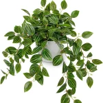 Briful Artificial Potted Plant Indoor 177&quot Faux Watermelon Peperomia Trailing Plant in White Plastic Pot Realistic Fake (New)