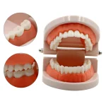 1 Dental Teeth Model Standard Teeth Teaching Adult Tooth Model Study Training Tool (New)