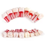 5 Dental Teeth Root Canal Model Pulp Files Cavity Endodontic Practice Block Endo (New)