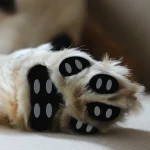 Anti Slip Dog Paw Pads Detachable Pet Shoe Insoles Easy Foot Protectors Traction Control (New)