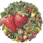 50 Retro Fruit Graffiti Stickers Decoration DIY Skateboard Luggage Notebook Water Cup PET (New)